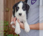 Small #2 Australian Shepherd Mix
