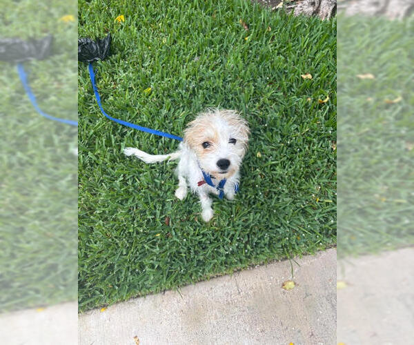 Medium Photo #2 Jack Russell Terrier-Unknown Mix Puppy For Sale in Lakewood, CO, USA