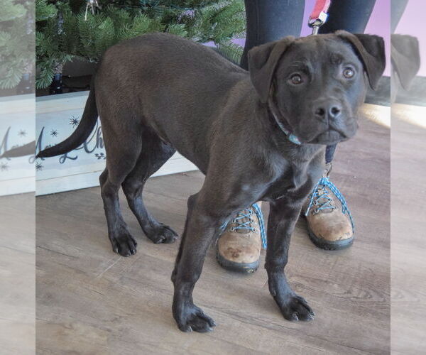 Medium Photo #3 American Staffordshire Terrier-Unknown Mix Puppy For Sale in Huntley, IL, USA