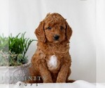 Small #1 Goldendoodle (Miniature)