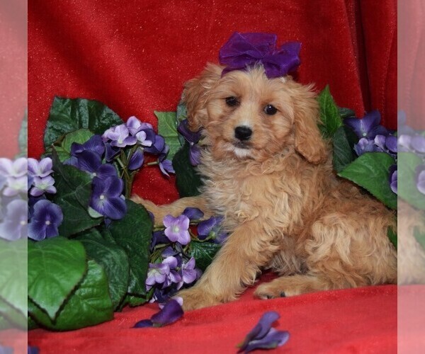 Medium Photo #3 Cavapoo Puppy For Sale in BARNESVILLE, KS, USA