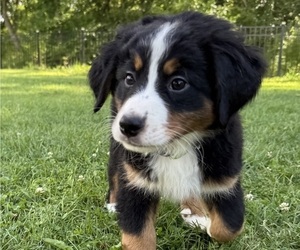 Medium Bernese Mountain Dog
