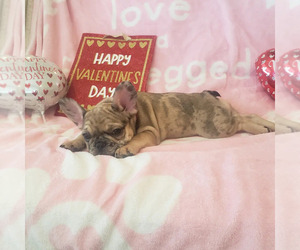 French Bulldog Puppy for sale in NORCO, CA, USA
