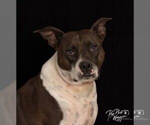 Abbie - Female Mutt Dog for Adoption - Photo #3