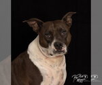 Small Photo #3 Mutt Puppy For Sale in Claremore, OK, USA
