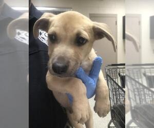 Labrador Retriever-Unknown Mix Dogs for adoption in Conroe, TX, USA