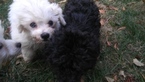 Small Photo #15 Zuchon Puppy For Sale in BROOKEVILLE, MD, USA