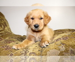 Puppy Green Golden Retriever