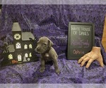 Puppy Ophelia Great Dane
