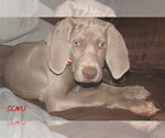 Puppy Goku Weimaraner