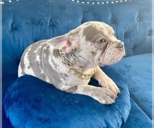Medium Photo #5 French Bulldog Puppy For Sale in COLUMBUS, OH, USA