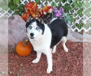 Siberian Husky Dogs for adoption in Oklahoma City, OK, USA