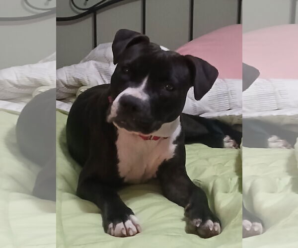 Medium Photo #3 Mutt Puppy For Sale in Murfreesboro, NC, USA