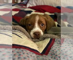 Small Photo #2 Australian Shepherd-Unknown Mix Puppy For Sale in Alexander, AR, USA