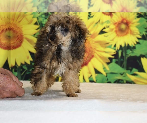 Medium Photo #25 Poodle (Toy) Puppy For Sale in DYERSBURG, TN, USA