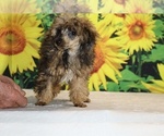 Marbles - Male Poodle (Toy) Puppy for Sale - Photo #25