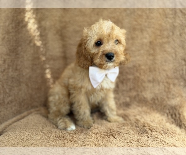 Medium Photo #6 Cavapoo (Miniature) Puppy For Sale in LAKELAND, FL, USA