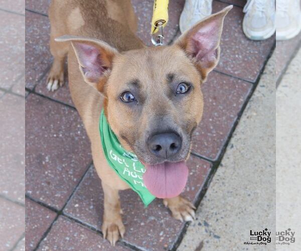 Medium Photo #4 Mutt Puppy For Sale in Washington, DC, USA