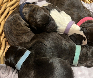 Boxer-Goldendoodle Mix Puppy for sale in LANCASTER, PA, USA