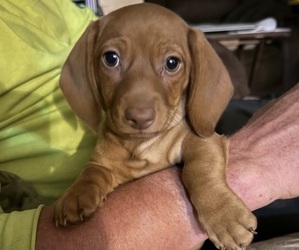 Dachshund Puppy for sale in MILLSTADT, IL, USA