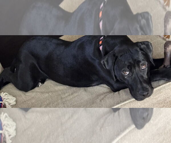 Medium Photo #5 American Pit Bull Terrier-Labrador Retriever Mix Puppy For Sale in Princeton, MN, USA