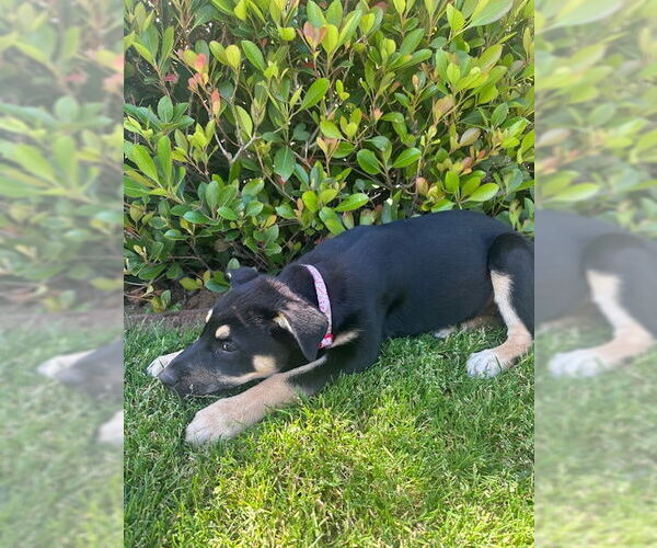 Medium Photo #4 Mutt Puppy For Sale in San Juan Capistrano, CA, USA