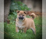 Small #1 Shiba Inu