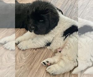 Newfoundland Puppy for sale in CHESTERFIELD, VA, USA