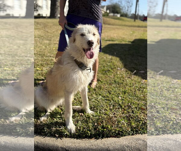 Medium Photo #2 Unknown-Wheaten Terrier Mix Puppy For Sale in Rockaway, NJ, USA