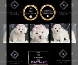 Poodle (Toy) Puppy for sale in WARSAW, IN, USA