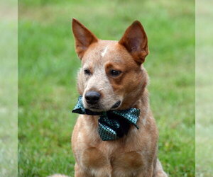 Meatball - Male Mutt Dog for Adoption - Photo #6