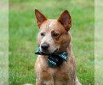 Small Photo #6 Mutt Puppy For Sale in Gretna, NE, USA