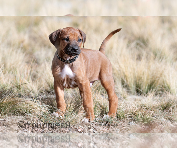 Medium Photo #2 Rhodesian Ridgeback Puppy For Sale in FAIRPLAY, CO, USA