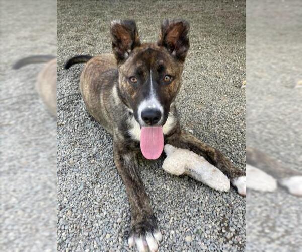 Medium Photo #2 American Pit Bull Terrier-Unknown Mix Puppy For Sale in Woodland, CA, USA