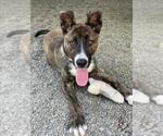 Small #1 American Pit Bull Terrier Mix