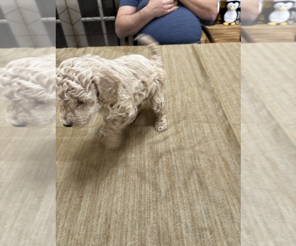 Medium Photo #35 Poodle (Miniature) Puppy For Sale in EAST AMHERST, NY, USA