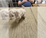 Small Photo #35 Poodle (Miniature) Puppy For Sale in EAST AMHERST, NY, USA