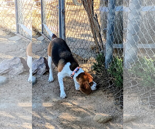 Medium Photo #2 Beagle Puppy For Sale in Apple Valley, CA, USA