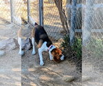 Small Photo #2 Beagle Puppy For Sale in Apple Valley, CA, USA