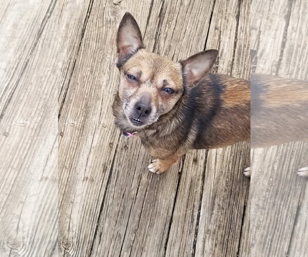 Medium Photo #4 Chihuahua-Unknown Mix Puppy For Sale in Mount Laurel, NJ, USA