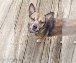 Small #3 Chihuahua Mix