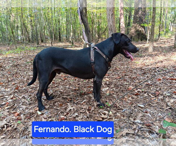 Medium Photo #3 Labrador Retriever-Unknown Mix Puppy For Sale in Farmerville, LA, USA