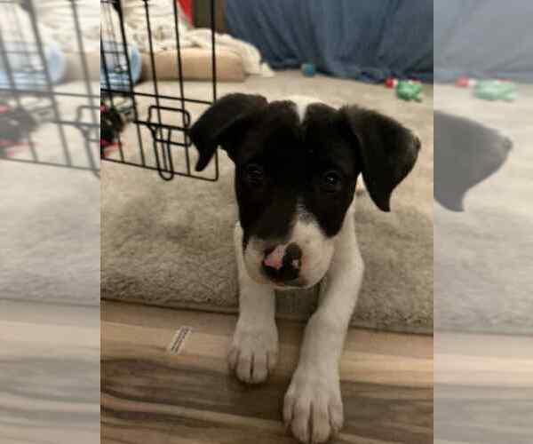 Medium Photo #4 Great Pyrenees-Unknown Mix Puppy For Sale in Springdale, PA, USA