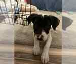 Small #3 Great Pyrenees Mix