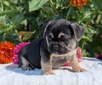 Puppy Helix French Bulldog