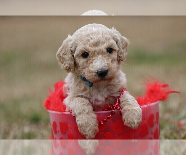 Medium Photo #8 Goldendoodle Puppy For Sale in BARNESVILLE, GA, USA