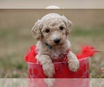 Small Photo #8 Goldendoodle Puppy For Sale in BARNESVILLE, GA, USA