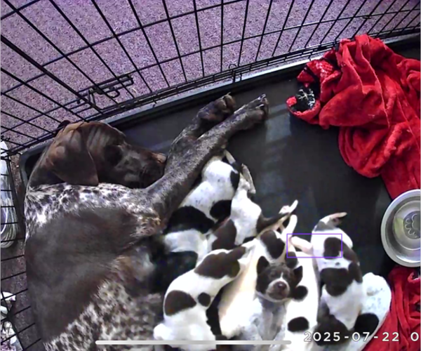 Medium Photo #3 German Shorthaired Pointer Puppy For Sale in ELK GARDEN, WV, USA