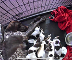 Small #2 German Shorthaired Pointer