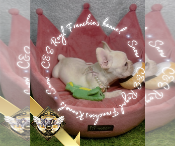 Medium Photo #2 French Bulldog Puppy For Sale in ATHENS, GA, USA